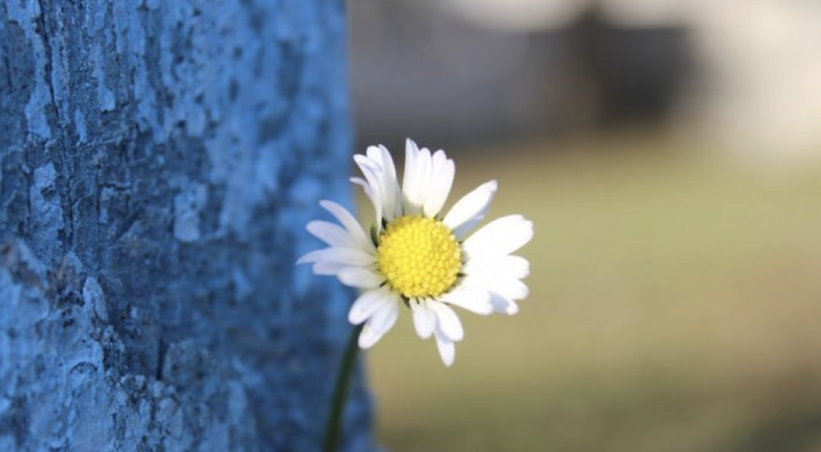 Грудень дивує: у Запоріжжі синоптики прогнозують до +9°C