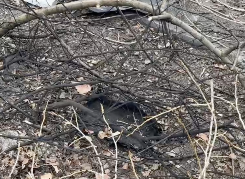 У Запоріжжі «шахед» зачепився за дерево і вибухнув у дворі багатоповерхівки (ВІДЕО)