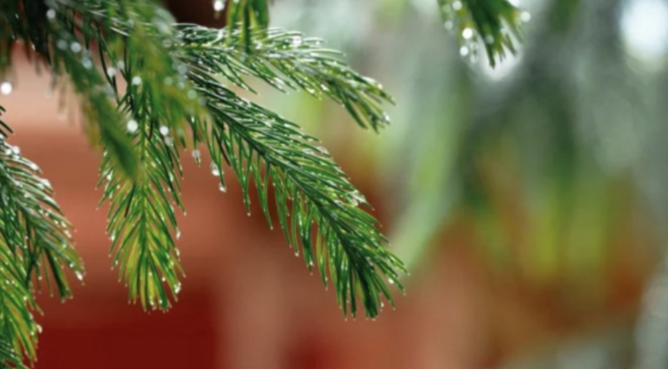 Прогноз погоди для Запоріжжя на наступний тиждень: від -4°C до +10°C