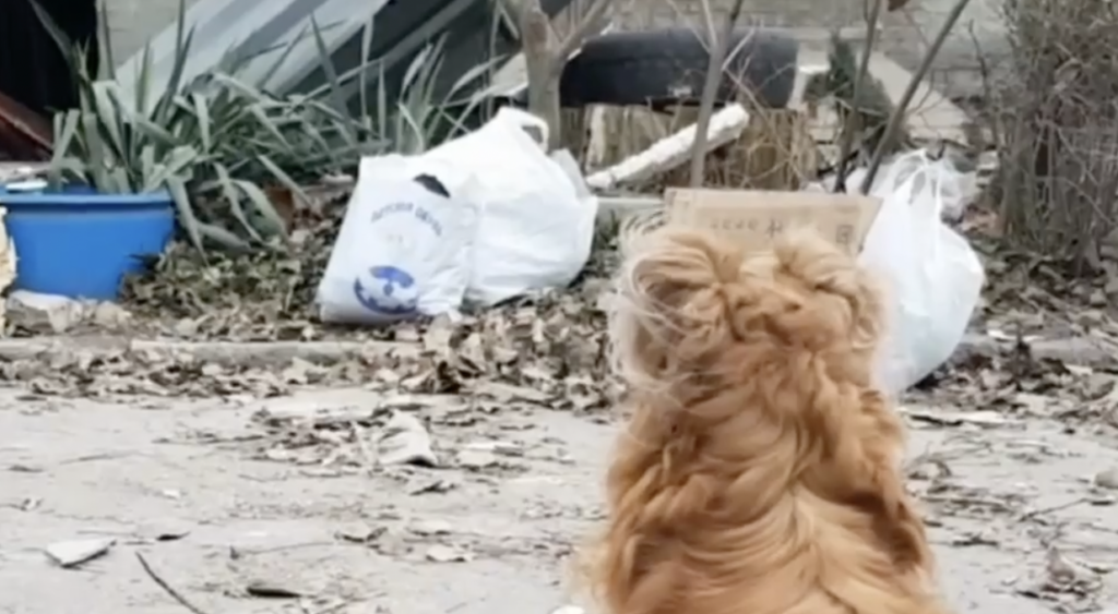 Пес залишився біля тіла загиблого господаря після атаки по Запоріжжю (ВІДЕО)