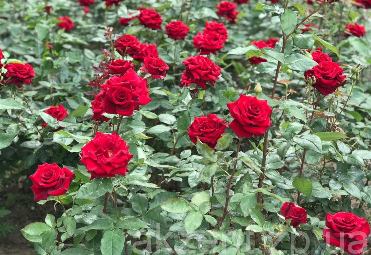 photo5443153827252513438