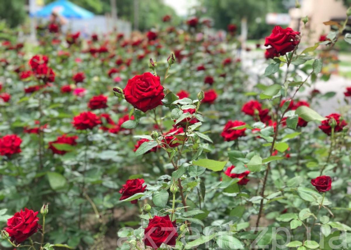 photo5443153827252513442 (1)