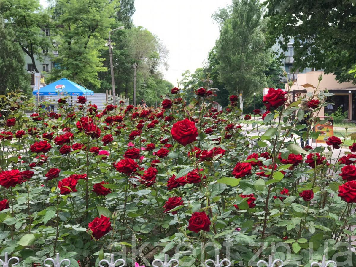 photo5443153827252513446