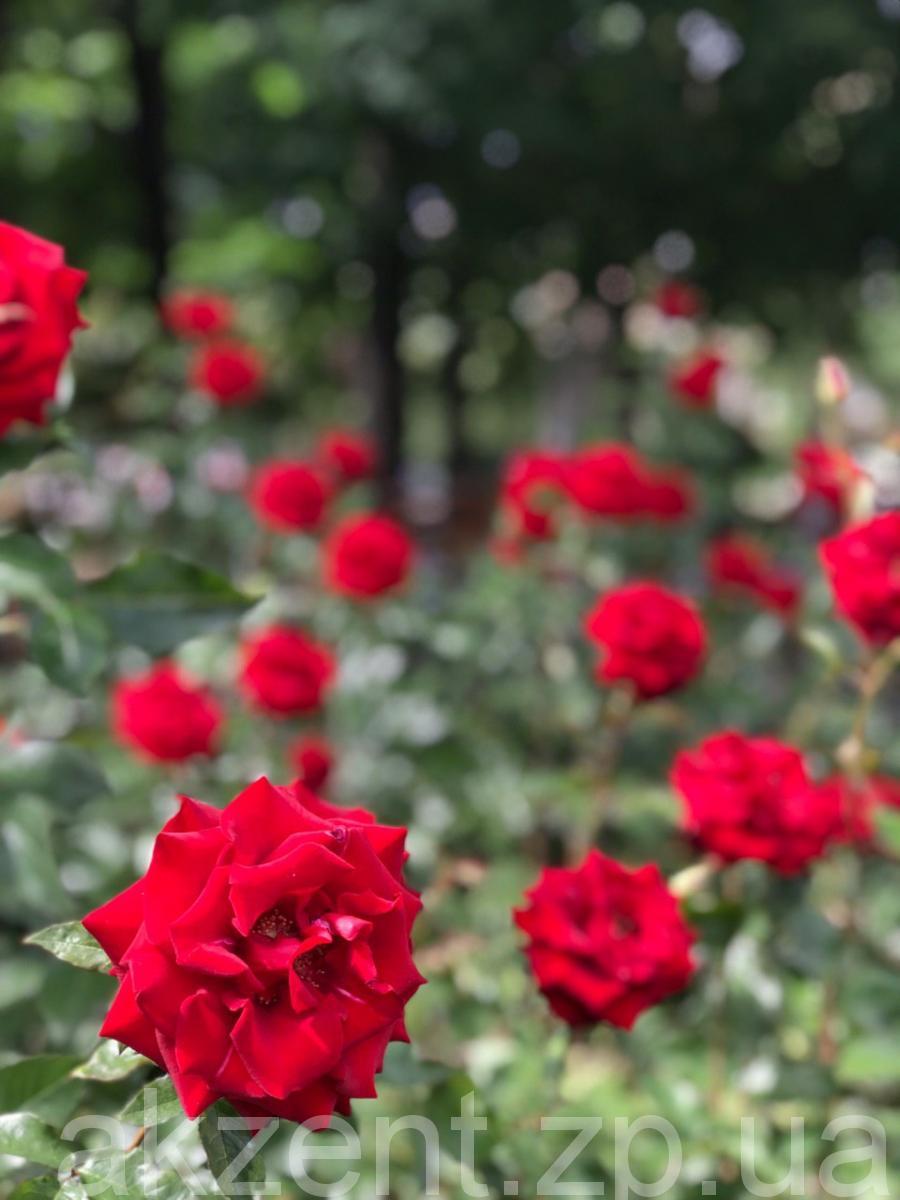 photo5443153827252513451