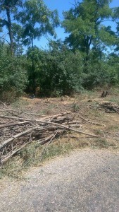 13690760_295396204148804_852167593487902429_n